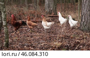 Rooster and white chickens in a homestead foraging feed at Backyard Coop. Brown hen wandering in a farmyard. Breeding livestock animals in agribusiness for free range organic egg and poultry industry. Стоковое видео, видеограф Марина Демидюк / Фотобанк Лори
