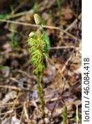 Западная Сибирь, цветущий хвощ полевой (Equisetum arvense) весной. Western Siberia, blooming field horsetail (Equisetum arvense) in spring. Стоковое фото, фотограф Евгений Романов / Фотобанк Лори