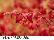 Багряные листья бересклета крылатого (Euonymus alatus) осенью. Purple leaves of the burning bush (Euonymus alatus) in autumn. Стоковое фото, фотограф Евгений Романов / Фотобанк Лори