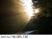 Лучи света пробиваются сквозь деревья. Стоковое фото, фотограф DamienTn / Фотобанк Лори