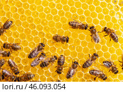 Working bees on honey cells. Стоковое фото, фотограф Олег Жуков / Фотобанк Лори
