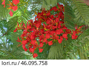 Blooming tree Delonix regia (lat.- Delonix regia) Стоковое фото, фотограф Irina Opachevsky / Фотобанк Лори