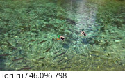 Утки и рыбы в водоеме в городе Рива дель Гарда. Италия. Май. Ducks and fish in a pond in the city Riva del Garda. Italy. May. Стоковое видео, видеограф Горшков Александр / Фотобанк Лори