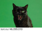 Tabby cat on green screen isolated with chromakey, real shot. Close-up portrait of angry cat hissing and raising up two paws on the green screen. Feline with open mouth, muzzle close up. Says meow. Стоковое AI-изображение, AI-художник Марина Демидюк / Фотобанк Лори
