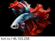 Colorful betta fish flaunting its majestic fins on a black background. Стоковое AI-изображение, AI-художник Иван Рябоконь / Фотобанк Лори