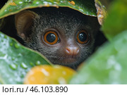 A small primate with large, round, amber eyes. It is hidden among the green leaves, peeking out from its hiding place. Wet leaves and water droplets create the effect of a rainy tropical forest. Its fur is soft, short and gray-brown. The animal looks curious and alert, carefully observing the world around it. Стоковое AI-изображение, AI-художник Анна Кривицкая / Фотобанк Лори