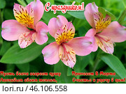 Открытка к 8 марта. Стоковое фото, фотограф Николай Иванович Немчанинов / Фотобанк Лори