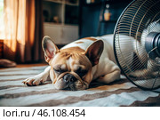 The dog is suffering from the heat. A tired bulldog puppy sleeps in front of the fans in the bedroom on a very hot summer day. Стоковое AI-изображение, AI-художник Photojuli / Фотобанк Лори