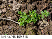Stellaria media stem and leaf chickweed. Стоковое фото, фотограф Ольга Сейфутдинова / Фотобанк Лори