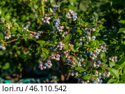 Ripe blueberries (bilberry) on a blueberry bush on a nature background. Стоковое фото, фотограф Ольга Сейфутдинова / Фотобанк Лори