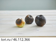 Ugly fruit. three rotten apples on the table. Стоковое фото, фотограф Кутина Татьяна / Фотобанк Лори