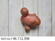 Irregularly shaped potatoes on a white wooden background. Food waste and ugly food concept. Стоковое фото, фотограф Кутина Татьяна / Фотобанк Лори