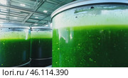 growing spirulina algae in large industrial tanks in a spacious, bright hangar. Стоковое AI-видео, аниматор Александр Довянский / Фотобанк Лори