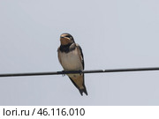 Two birds swallows - are perched on a wire. Стоковое фото, фотограф Константин Шишкин / Фотобанк Лори