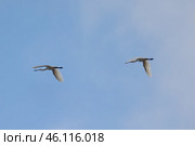 A flock of flamingos flying in a line - Platalea leucorodia. Стоковое фото, фотограф Константин Шишкин / Фотобанк Лори