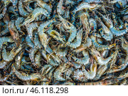 Сырые свежие креветки в панцирях. Стоковое фото, фотограф Анна Ефимова / Фотобанк Лори
