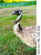 Emu walking through lush green grass in a vibrant farm landscape during daylight. Стоковое фото, фотограф Сергей Толмачёв / Фотобанк Лори