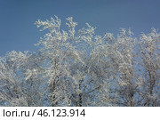 Serene winter scene with frost-covered branches creating a magical white wonderland, snow blankets the ground beneath dormant trees. Стоковое фото, фотограф Владимир Ендовицкий / Фотобанк Лори