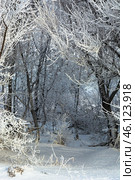 Serene winter scene with frost-covered branches creating a magical white wonderland, snow blankets the ground beneath dormant trees. Стоковое фото, фотограф Владимир Ендовицкий / Фотобанк Лори