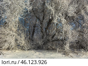 Serene winter scene with frost-covered branches creating a magical white wonderland, snow blankets the ground beneath dormant trees. Стоковое фото, фотограф Владимир Ендовицкий / Фотобанк Лори