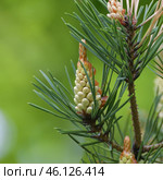 Young male cones of the Scots pine. Стоковое фото, фотограф Володина Ольга / Фотобанк Лори