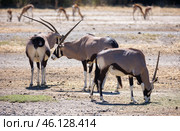 Group of South African oryxes with calves feeding in pasture. Стоковое фото, фотограф Яков Филимонов / Фотобанк Лори