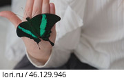A little girl holds a tropical neon butterfly on her arm. The concept of creativity, the exploration of the living world. The life of tropical butterflies at home. Стоковое видео, видеограф Терехова Марина / Фотобанк Лори