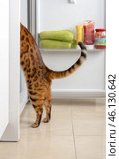 The cat steals food from the refrigerator. Стоковое фото, фотограф Светлана Султанаева / Фотобанк Лори
