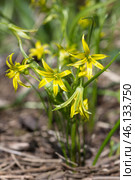 Гусиный лук желтый или Гагея желтая (лат. Gagea lutea) в саду крупным планом. Стоковое фото, фотограф Елена Коромыслова / Фотобанк Лори
