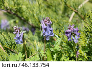 Хохлатка Галлера, или Хохлатка плотная (лат. Corydalis halleri, Corydalis solida ) цветет на клумбе весной. Стоковое фото, фотограф Елена Коромыслова / Фотобанк Лори