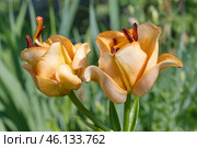 Цветущая азиатская махровая лилия сорта "Эйприкот Фадж" (Lilium asiatic Apricot Fudge) крупным планом. Стоковое фото, фотограф Елена Коромыслова / Фотобанк Лори