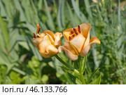 Цветущая азиатская махровая лилия сорта "Эйприкот Фадж" (Lilium asiatic Apricot Fudge) в летнем саду. Стоковое фото, фотограф Елена Коромыслова / Фотобанк Лори
