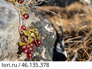 Ягоды брусники (Vaccinium vitis-idaea). Красная спелая брусника крупным планом. Лесные ягоды на фоне сухого ствола дерева. Растения, произрастающие в тундре, в лесу и в горах. Стоковое фото, фотограф Андрей Степанов / Фотобанк Лори