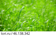 Juicy bright green grass in sunlight. Close up. Green lawn background. The texture of new grass growing in a field. Meadow on warm sunset or sunrise time. Tranquil nature scene. Golden hour. Greenery. Стоковое видео, видеограф Марина Демидюк / Фотобанк Лори