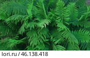 Dark Green Ferns Wallpaper. Wild forest Tropical Leaves Full Frame. Plant Texture. Perfect Natural Young Fern Pattern Background. Moody Feel. Top view, Copy space. Mock Up for Bio Care, Eco Product Ad. Стоковое видео, видеограф Марина Демидюк / Фотобанк Лори
