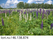 Разноцветные люпины (лат. Lupinus) цветут на летнем лугу. Стоковое фото, фотограф Елена Коромыслова / Фотобанк Лори