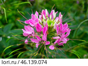 Pink blooming cleome. Tropical flowers with lush blooms and leaves. Стоковое фото, фотограф Коханова Наталья / Фотобанк Лори