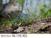 Кустик вероники дубравной в лесу. Стоковое фото, фотограф Snezka / Фотобанк Лори