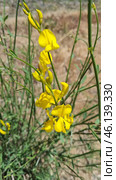 Spartium junceum shrub, known as Spanish gorse. This is an ornamental plant with bright yellow flowers, which is common in the Mediterranean, Crimea, the Caucasus and the southern regions of Europe. Стоковое AI-изображение, AI-художник Анна Кривицкая / Фотобанк Лори