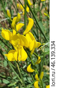 Spartium junceum shrub, known as Spanish gorse. This is an ornamental plant with bright yellow flowers, which is common in the Mediterranean, Crimea, the Caucasus and the southern regions of Europe. Стоковое AI-изображение, AI-художник Анна Кривицкая / Фотобанк Лори