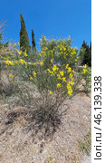 The shrub with yellow flowers resembles Spanish gorse (Spartium junceum), which is widespread in the Mediterranean, Crimea, the Caucasus and southern Europe. It is known for its resistance to drought and is often found on slopes, rocky soils and in dry steppes. Стоковое AI-изображение, AI-художник Анна Кривицкая / Фотобанк Лори