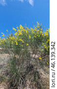 The shrub with yellow flowers resembles Spanish gorse (Spartium junceum), which is widespread in the Mediterranean, Crimea, the Caucasus and southern Europe. It is known for its resistance to drought and is often found on slopes, rocky soils and in dry steppes. Стоковое AI-изображение, AI-художник Анна Кривицкая / Фотобанк Лори