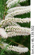 A flowering plant with pinkish-white inflorescences in the form of long panicles. The flowers are small, collected in dense racemose inflorescences, the leaves are small, similar to pine needles.Most likely, this plant belongs to the genus Tamarix, also known as the Comb. This shrub or small tree is often found in arid and brackish areas, including in the south of Russia, in Crimea, Central Asia and the Mediterranean. It is unpretentious, resistant to drought and salt, often used in landscape design and landscaping. Стоковое фото, фотограф Анна Кривицкая / Фотобанк Лори