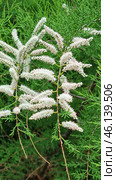 A flowering plant with pinkish-white inflorescences in the form of long panicles. The flowers are small, collected in dense racemose inflorescences, the leaves are small, similar to pine needles.Most likely, this plant belongs to the genus Tamarix, also known as the Comb. This shrub or small tree is often found in arid and brackish areas, including in the south of Russia, in Crimea, Central Asia and the Mediterranean. It is unpretentious, resistant to drought and salt, often used in landscape design and landscaping. Стоковое фото, фотограф Анна Кривицкая / Фотобанк Лори