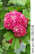 Ornamental hawthorn (Crataegus laevigata 'Paul's Scarlet'), distinguished by bright double flowers of a rich pink hue. The flowers are collected in lush inflorescences, giving the bush an elegant and attractive appearance. The leaves are dark green, slightly glossy and have a characteristic three-lobed shape.This variety of hawthorn is widely used in ornamental landscaping due to its abundant flowering and unpretentiousness. Most often, it can be found in city parks, gardens and alleys. In addition to its beauty, the plant is resistant to frost and polluted air, which makes it popular for landscape design. Стоковое фото, фотограф Анна Кривицкая / Фотобанк Лори