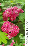 Ornamental hawthorn (Crataegus laevigata 'Paul's Scarlet'), distinguished by bright double flowers of a rich pink hue. The flowers are collected in lush inflorescences, giving the bush an elegant and attractive appearance. The leaves are dark green, slightly glossy and have a characteristic three-lobed shape.This variety of hawthorn is widely used in ornamental landscaping due to its abundant flowering and unpretentiousness. Most often, it can be found in city parks, gardens and alleys. In addition to its beauty, the plant is resistant to frost and polluted air, which makes it popular for landscape design. Стоковое фото, фотограф Анна Кривицкая / Фотобанк Лори