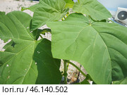 Paulownia is a genus of seven to 17 species of fast growing hardwood trees in family Paulowniaceae, the order Lamiales. The genus and family are native to east Asia and are widespread. Princess tree. Стоковое фото, фотограф Юлия Петровская / Фотобанк Лори