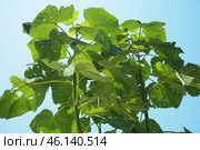 Paulownia is a genus of seven to 17 species of fast growing hardwood trees in family Paulowniaceae, the order Lamiales. The genus and family are native to east Asia and are widespread. Princess tree. Стоковое фото, фотограф Юлия Петровская / Фотобанк Лори
