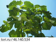 Paulownia is a genus of seven to 17 species of fast growing hardwood trees in family Paulowniaceae, the order Lamiales. The genus and family are native to east Asia and are widespread. Princess tree. Стоковое фото, фотограф Юлия Петровская / Фотобанк Лори
