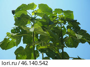 Paulownia is a genus of seven to 17 species of fast growing hardwood trees in family Paulowniaceae, the order Lamiales. The genus and family are native to east Asia and are widespread. Princess tree. Стоковое фото, фотограф Юлия Петровская / Фотобанк Лори